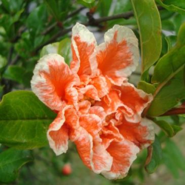 Granada de Jardín Punica Granatum