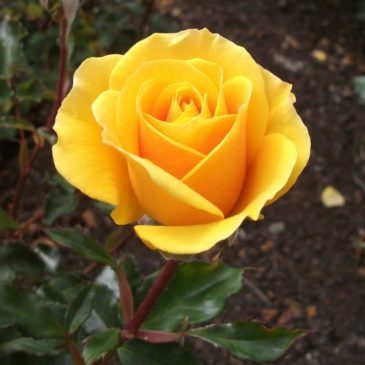 Rosa amarilla Gradiflora Carefree Sunshine
