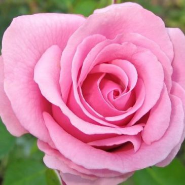 Rosa rosa Gradiflora Queen Elizabeth
