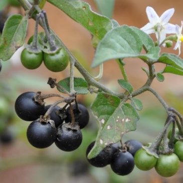 Hierba Mora Solanum nigrum